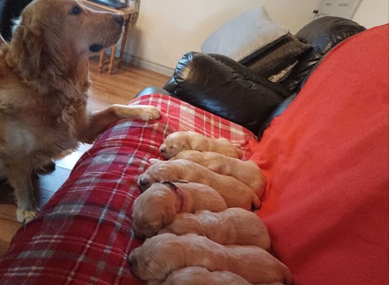 ⭐Stunning Golden Retriever Puppies - KC Reg⭐ for sale in Kirkcowan, Dumfries and Galloway - Image 6