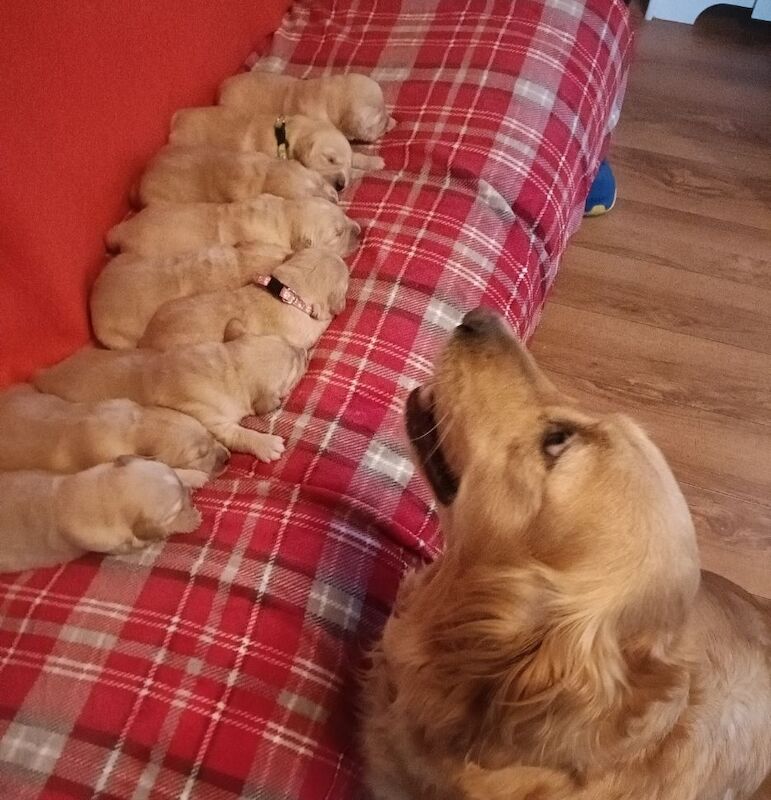 ⭐Stunning Golden Retriever Puppies - KC Reg⭐ for sale in Kirkcowan, Dumfries and Galloway - Image 7