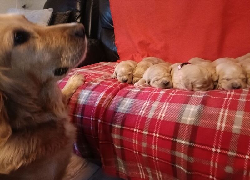 ⭐Stunning Golden Retriever Puppies - KC Reg⭐ for sale in Kirkcowan, Dumfries and Galloway - Image 8