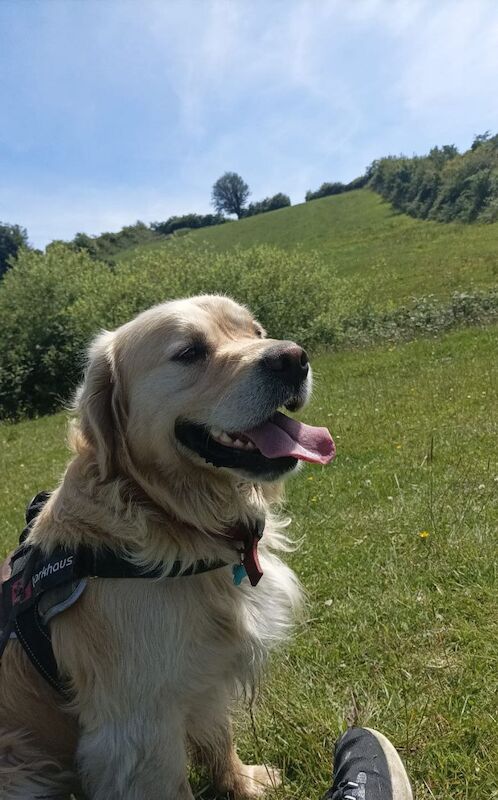 ⭐Stunning Golden Retriever Puppies - KC Reg⭐ for sale in Kirkcowan, Dumfries and Galloway - Image 9