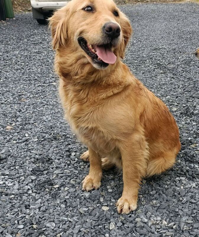 ⭐Stunning Golden Retriever Puppies - KC Reg⭐ for sale in Kirkcowan, Dumfries and Galloway - Image 12