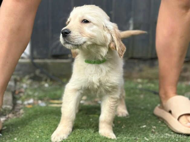 Stunning Golden Retriever Puppies KC REGISTERED for sale in Birmingham, West Midlands