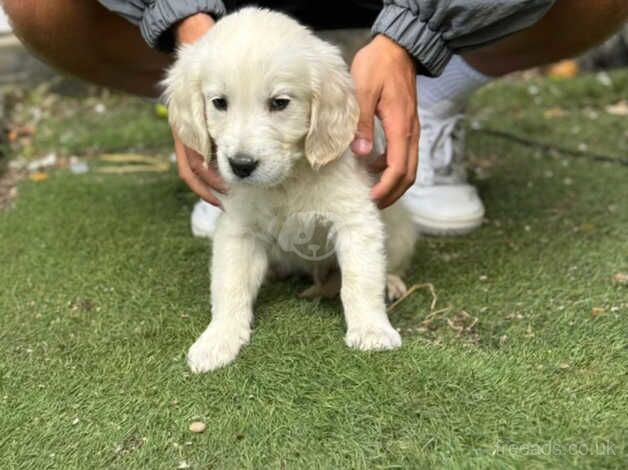 Stunning Golden Retriever Puppies KC REGISTERED for sale in Birmingham, West Midlands - Image 2