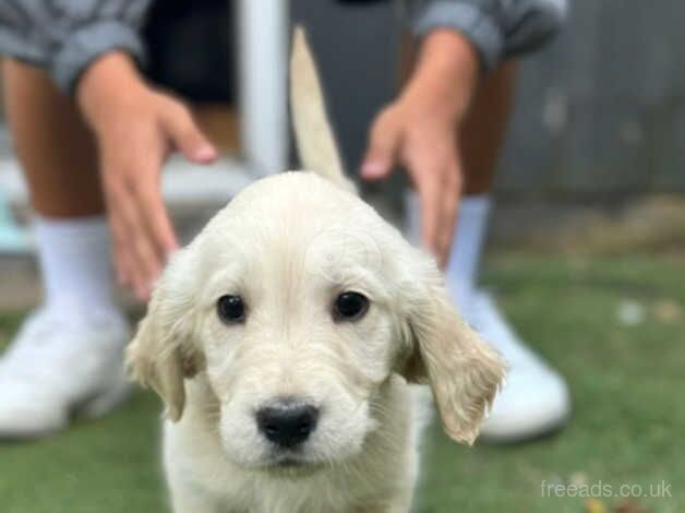 Stunning Golden Retriever Puppies KC REGISTERED for sale in Birmingham, West Midlands - Image 3