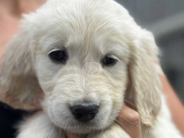 Stunning Golden Retriever Puppies KC REGISTERED for sale in Birmingham, West Midlands - Image 4