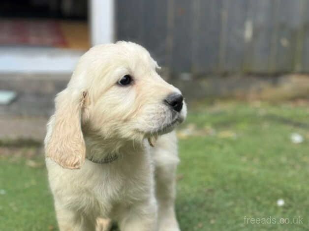 Stunning Golden Retriever Puppies KC REGISTERED for sale in Birmingham, West Midlands - Image 5