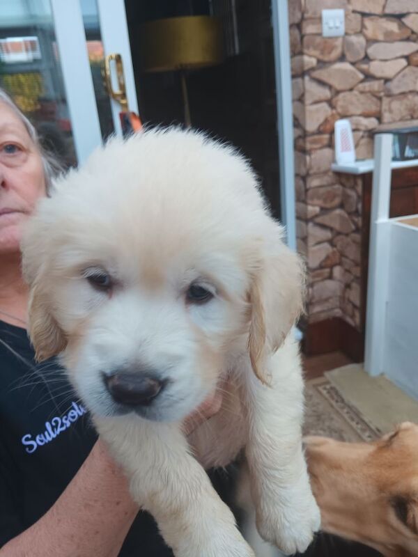 Stunning Golden Retriver puppies for sale in Barnsley, South Yorkshire