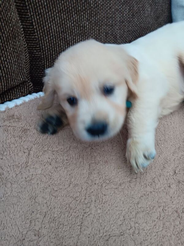 Stunning Golden Retriver puppies for sale in Barnsley, South Yorkshire - Image 2