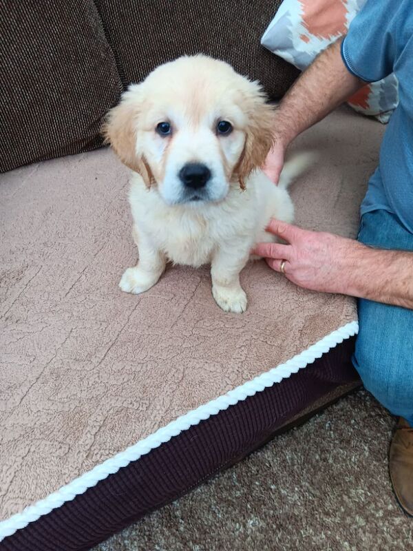 Stunning Golden Retriver puppies for sale in Barnsley, South Yorkshire - Image 3