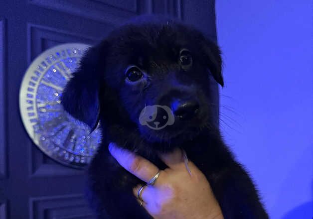 Stunning golden Shepard puppies for sale in Penarth, The Vale of Glamorgan