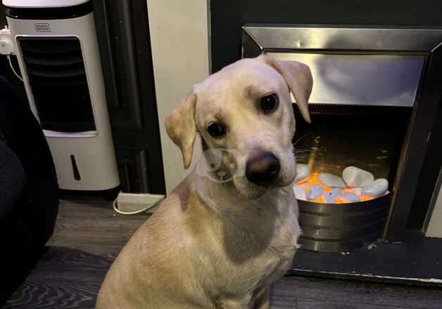 Stunning golden Shepard puppies for sale in Penarth, The Vale of Glamorgan - Image 3