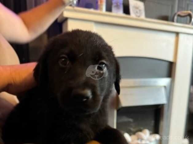 Stunning golden shephard pups for sale in Penarth, The Vale of Glamorgan - Image 1