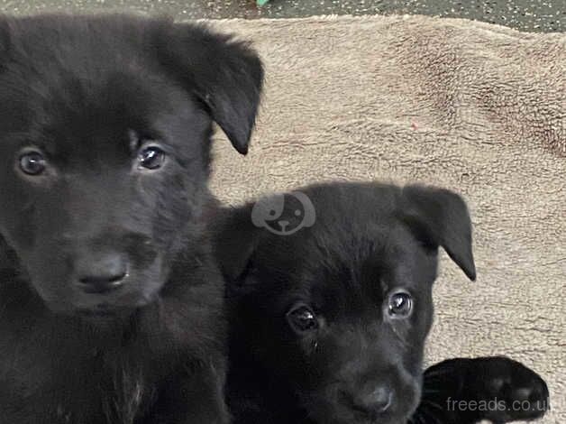 Stunning golden shephard pups for sale in Penarth, The Vale of Glamorgan - Image 2