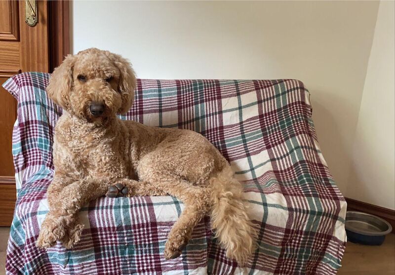 *LAST GOLDENDOODLE GIRL PUPPY* for sale in Glenrothes, Fife - Image 3
