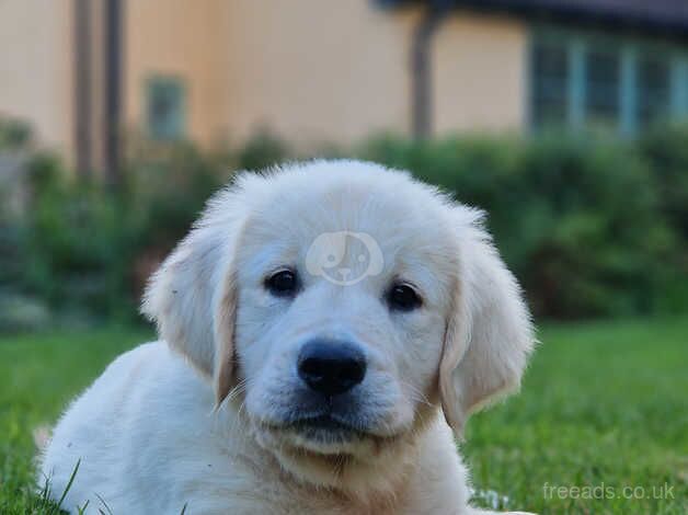 Stunning KC reg Golden Retriever pup by health tested parents for sale in Buckinghamshire