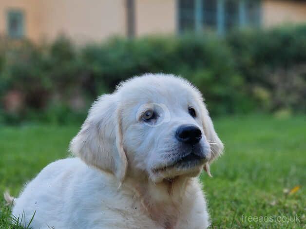 Stunning KC reg Golden Retriever pup by health tested parents for sale in Buckinghamshire - Image 2