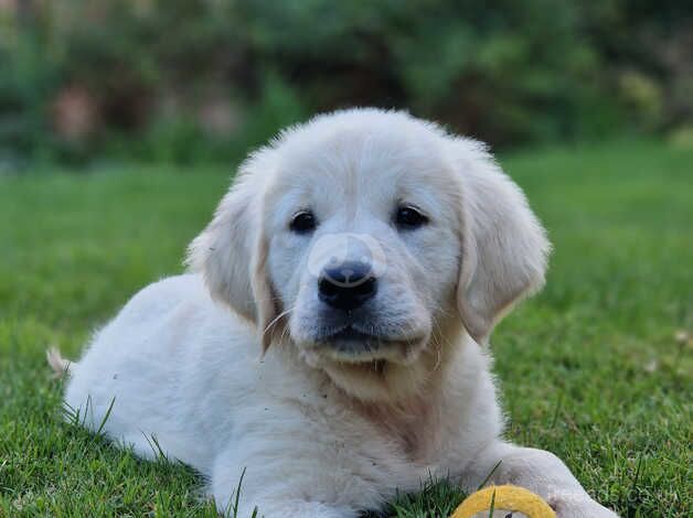 Stunning KC reg Golden Retriever pup by health tested parents for sale in Buckinghamshire - Image 3