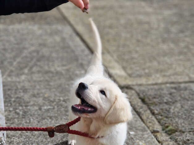 Stunning KC reg Golden Retriever pup by health tested parents for sale in Buckinghamshire - Image 5