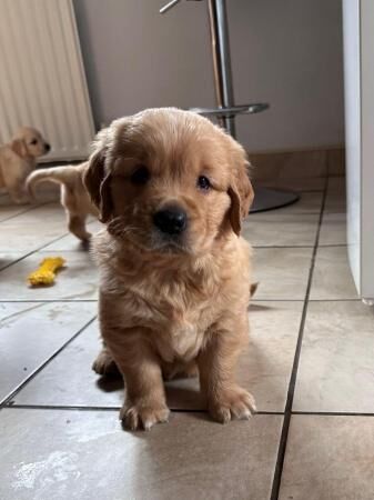 Stunning KC REG Golden Retriever Puppies for sale in Doncaster, South Yorkshire - Image 1