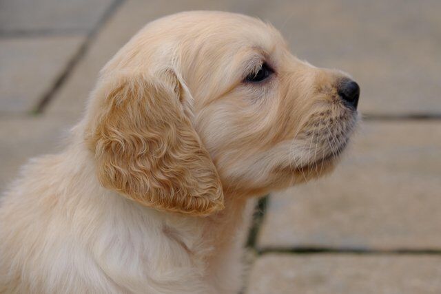 Stunning KC REG Golden Retriever Puppies for sale in Doncaster, South Yorkshire - Image 2