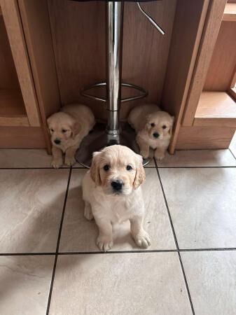 Stunning KC REG Golden Retriever Puppies for sale in Doncaster, South Yorkshire - Image 3