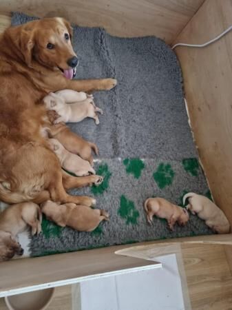 Stunning KC REG Golden Retriever Puppies for sale in Doncaster, South Yorkshire - Image 5