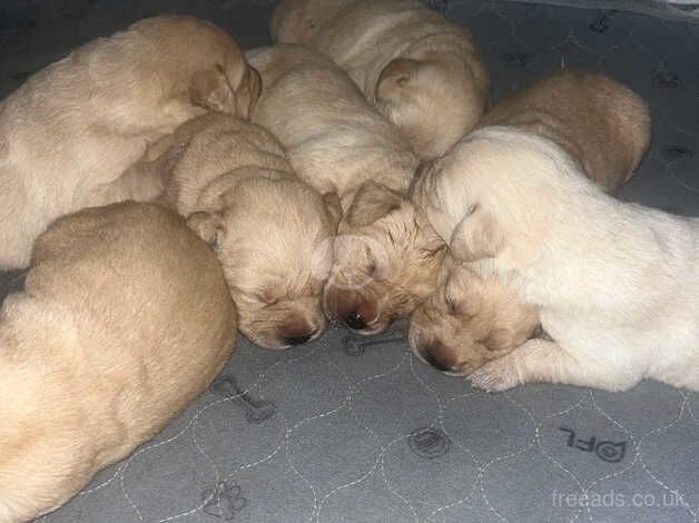 Stunning KC reg golden retrievers for sale in Scarborough, North Yorkshire