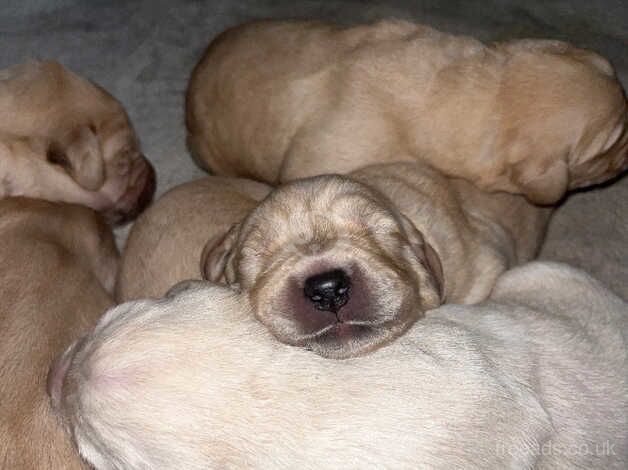 Stunning KC reg golden retrievers for sale in Scarborough, North Yorkshire - Image 4