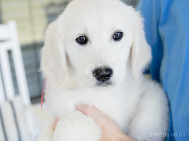 Stunning KC Reg. Purebred Golden Retriever Puppies for sale in Herefordshire - Image 3