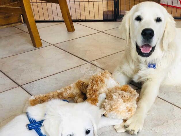 Stunning KC Reg. Purebred Golden Retriever Puppies for sale in Herefordshire - Image 4