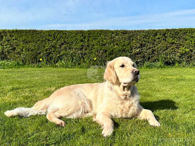 Stunning KC Registered golden retriever pups for sale in Barrow upon Humber, Lincolnshire