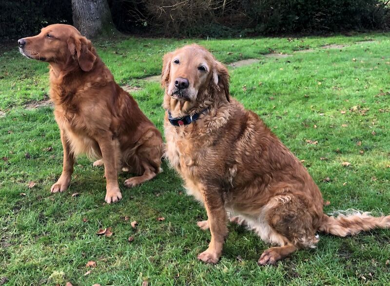 Stunning KC registered working golden retrievers for sale in Thornbury, Gloucestershire - Image 3