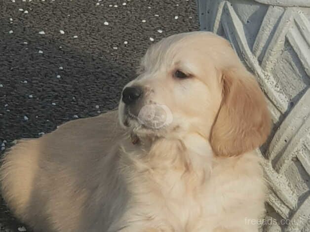 STUNNING LITTER OF GOLDEN RETRIEVER PUP'S for sale in Newry, Newry and Mourne