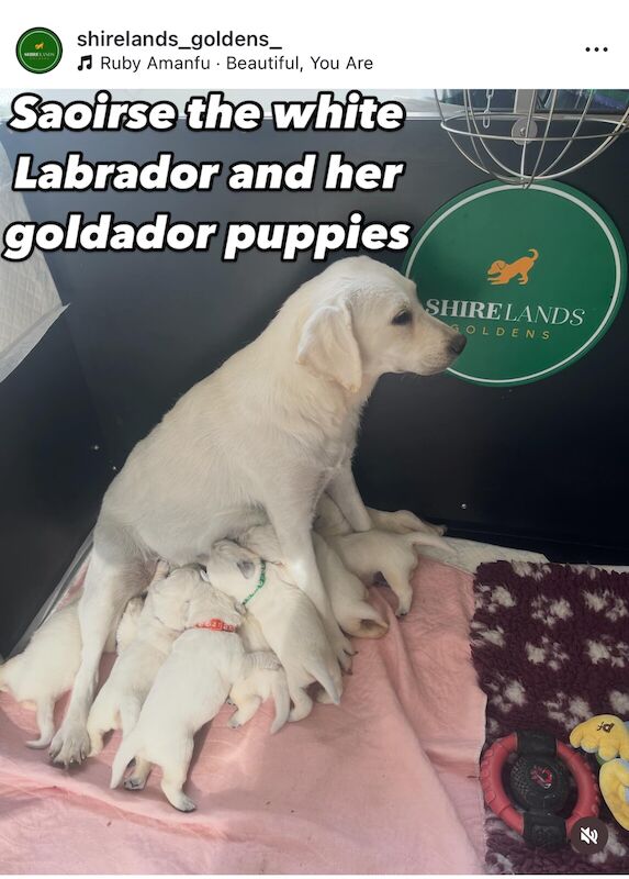 Stunning white Labrador/golden retriever puppies for sale in Oswestry / Croesoswallt, Shropshire