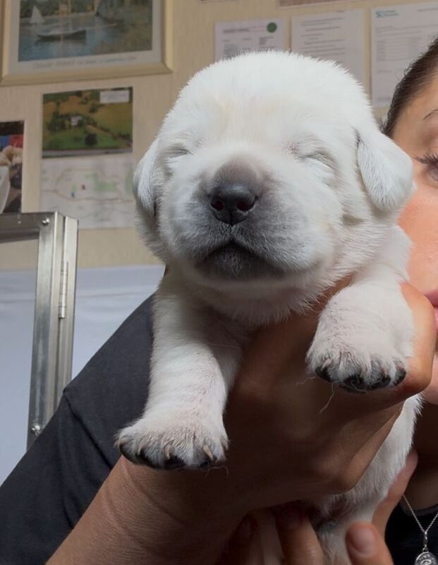 Stunning white Labrador/golden retriever puppies for sale in Oswestry / Croesoswallt, Shropshire - Image 3