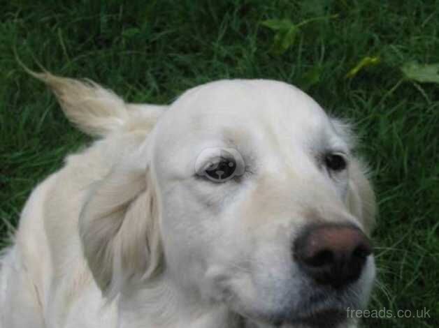 Two beautiful Golden Retrievers for sale in Leven, Fife - Image 1