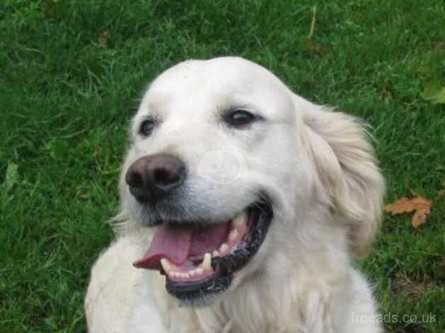 Two beautiful Golden Retrievers for sale in Leven, Fife - Image 2