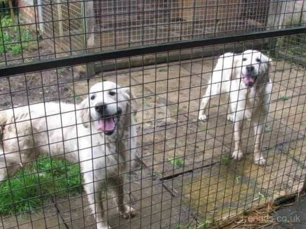 Two beautiful Golden Retrievers for sale in Leven, Fife - Image 3