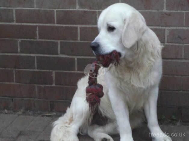 TWO GOLDEN RETRIEVERS KC REG FROM HEALTH TESTED PARENTS for sale in Rotherham, South Yorkshire