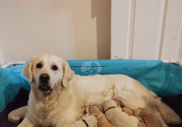 UK KC Golden Retriever Pups for sale in Selkirk, Scottish Borders