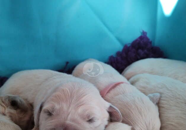 Golden Retriever Puppies for sale in Scottish Borders