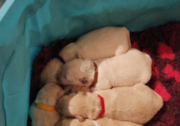 Golden Retriever Puppies for sale