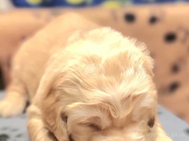 *UPDATE 29th Sep* Golden Retriever Puppies Reg KC for sale in Houghton Le Spring, Tyne and Wear - Image 4