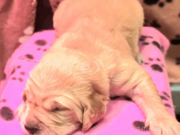 *UPDATE 29th Sep* Golden Retriever Puppies Reg KC for sale in Houghton Le Spring, Tyne and Wear - Image 5