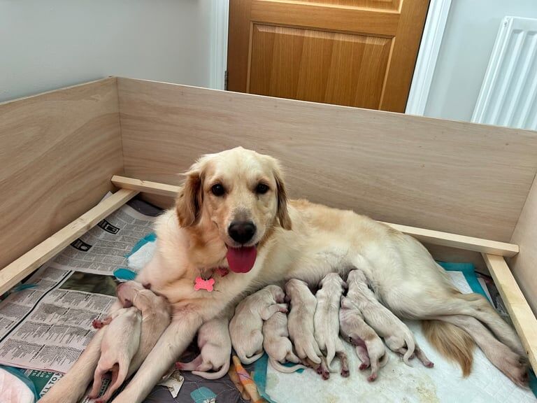 UPDATED: LAST PUP Beautiful KC/IKC Golden Retriever Puppies for sale in Downpatrick, Down - Image 2