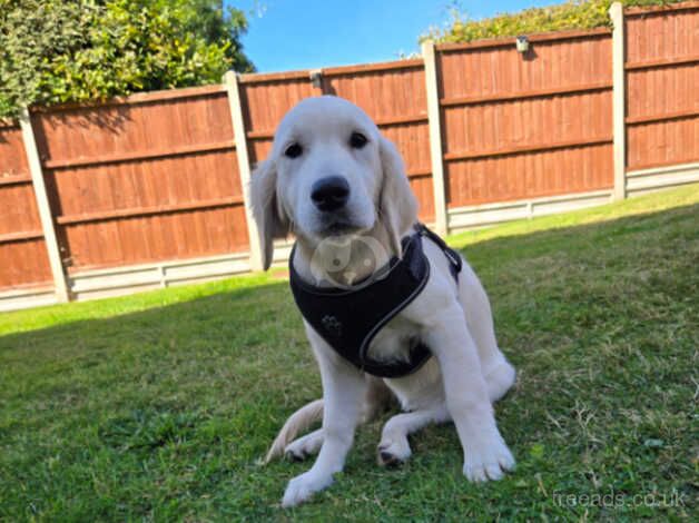 Urgent Rehoming Needed for Two Cherished Puppies for sale in Coventry, West Midlands - Image 3