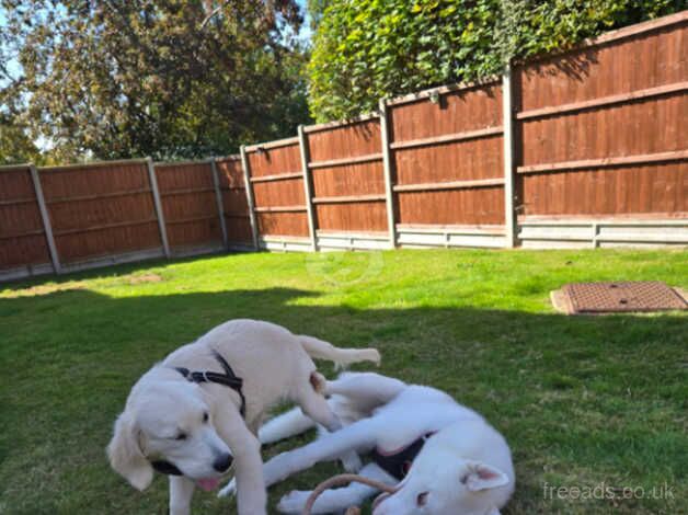 Urgent Rehoming Needed for Two Cherished Puppies for sale in Coventry, West Midlands - Image 5