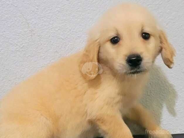 Very best and outstanding Golden Retriever Puppies for sale in Bishop's Hull, Somerset