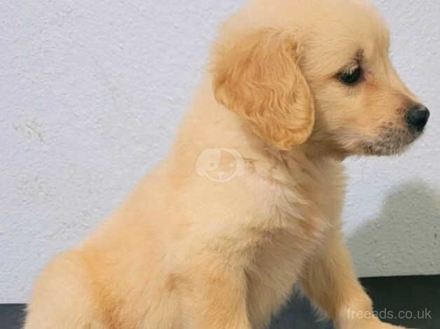 Very best and outstanding Golden Retriever Puppies for sale in Bishop's Hull, Somerset - Image 2