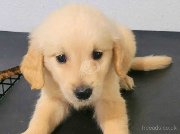 Very best and outstanding Golden Retriever Puppies for sale in Bishop's Hull, Somerset - Image 3